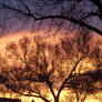 Sunset Through Trees