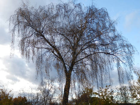 Autumn birch