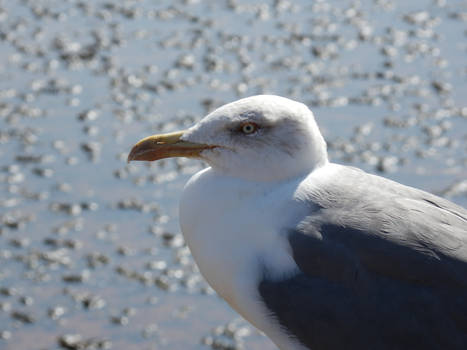 Seagull