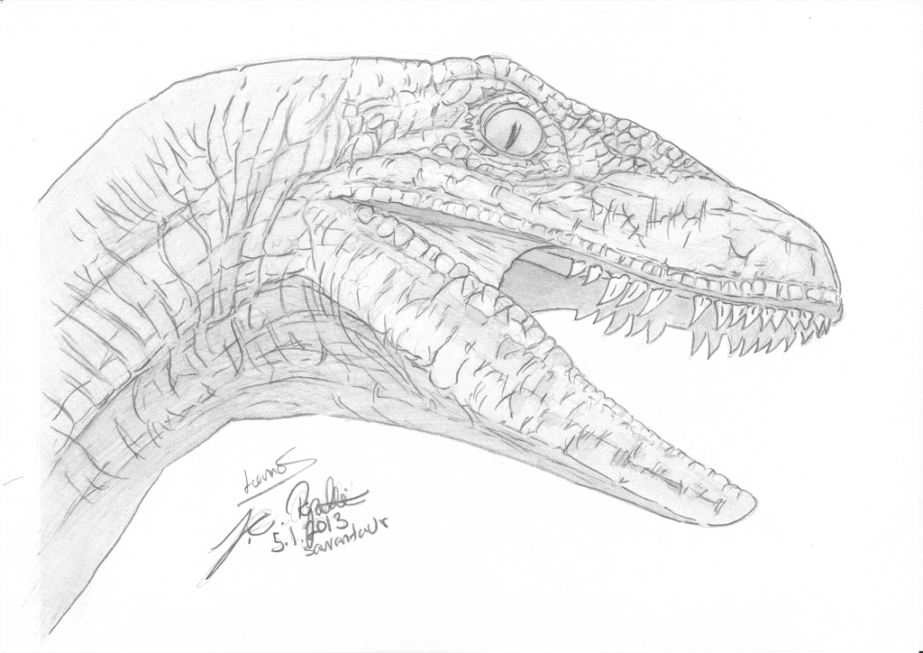 Alt Rapter Drawing Raptor Head Drawing