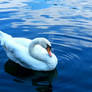 The Peaceful Swan