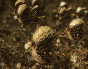 Mandelbulb3D - Critters? - with Parameter