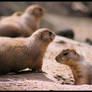 Prairie Dogs