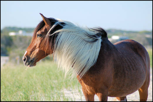 Mustang