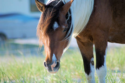 Wild Horse Stock 06