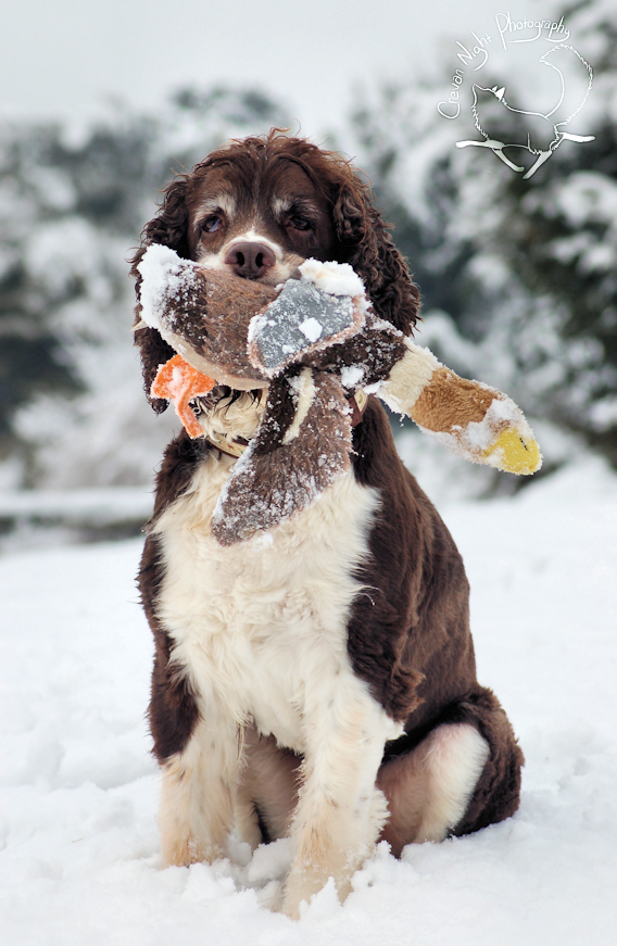 Frozen Duck