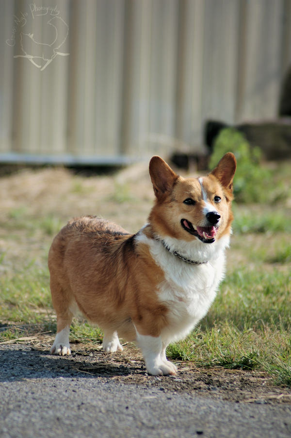 Corky Corgi