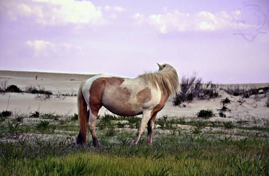 Assateague Sunset