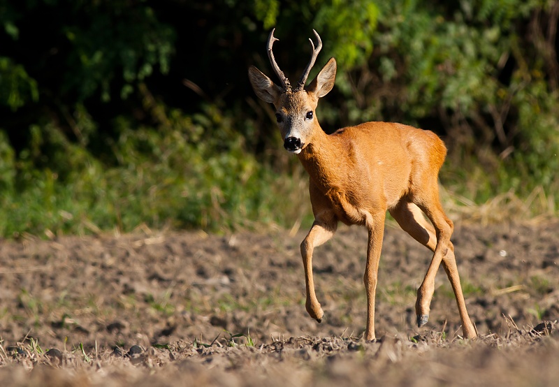 Roe deer