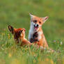 Fox fight