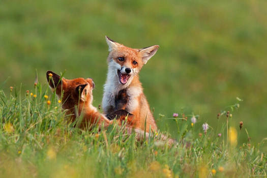 Fox fight