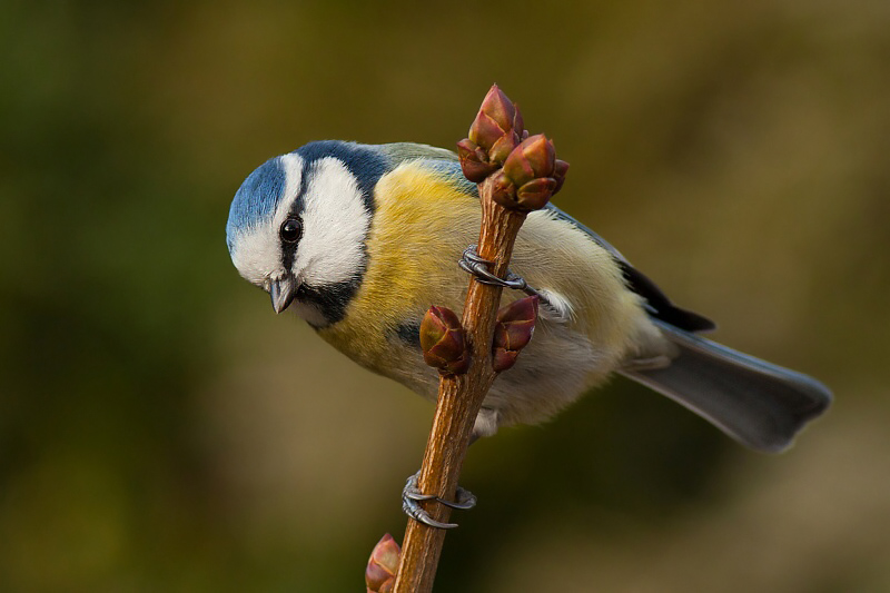 Blue tit