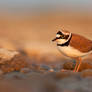 Little Ringed Plover