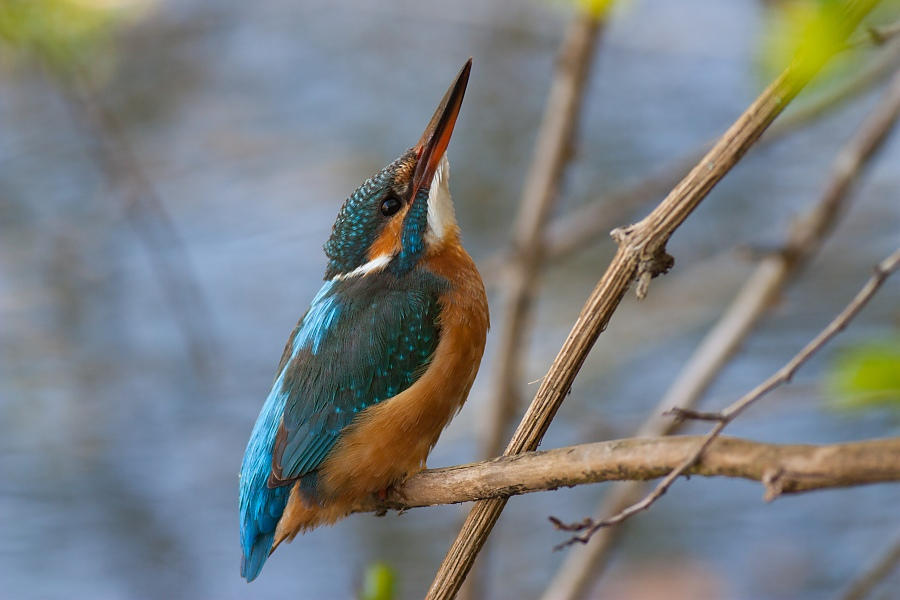 Kingfisher-female by JMrocek