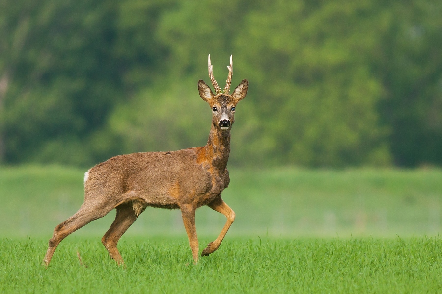 Roe deer