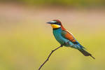 Bee-eater by JMrocek
