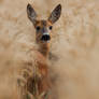 Roe doe