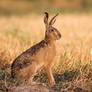 Brown hare