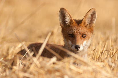 Young fox