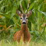 Roe deer