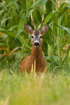 Roe deer