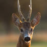 Portrait of blind roe deer