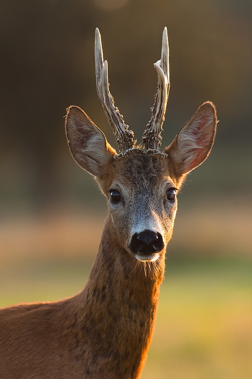 Portrait of blind roe deer