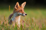 Evening fox by JMrocek