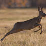 Run