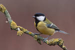 Parus major by JMrocek