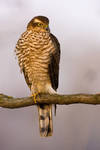 Sparrowhawk by JMrocek