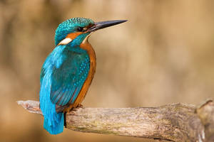 Common Kingfisher