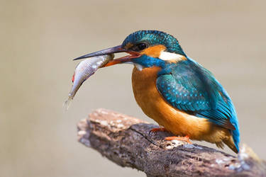 Kingfisher