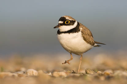 Little Ringed Plover