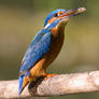 Kingfisher