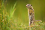 European ground squirrel by JMrocek