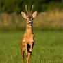 Roe buck