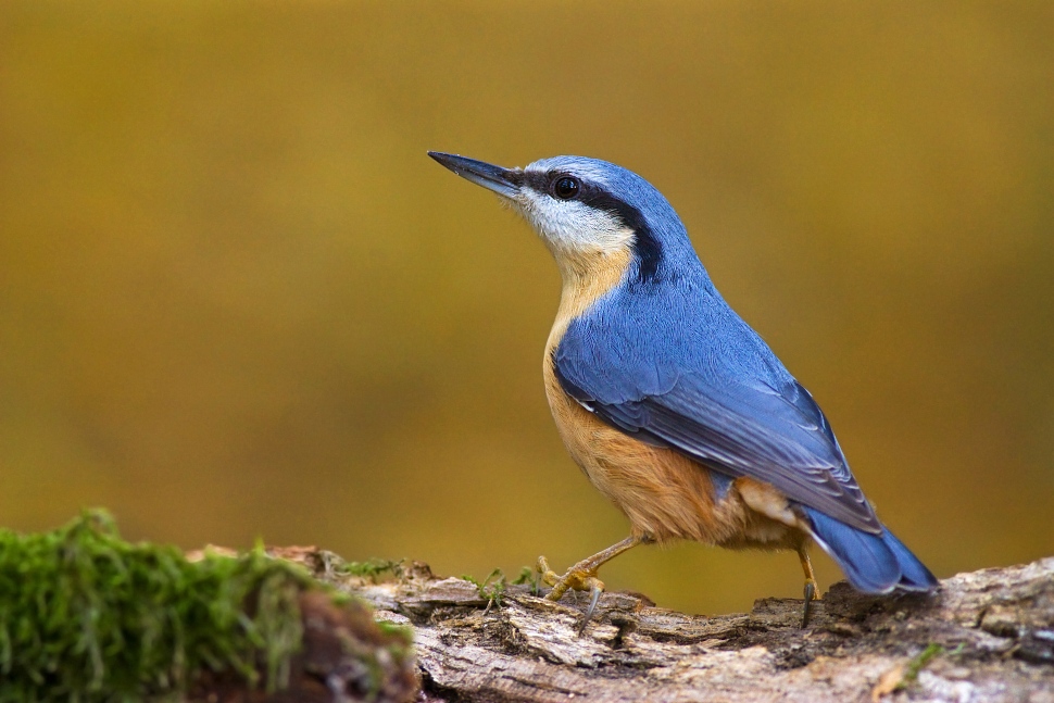 Eurasian Nuthatch