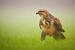 Buzzard by JMrocek