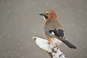 Eurasian Jay