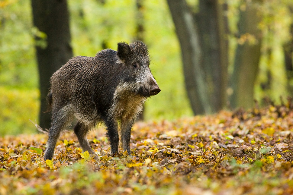 Wild boar