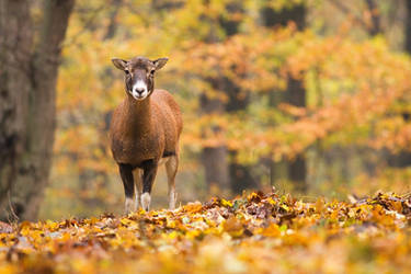 Autumn forest by JMrocek