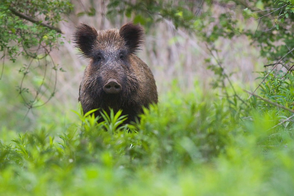 Wild boar