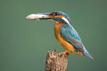 Common kingfisher - male by JMrocek
