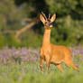 Flower buck