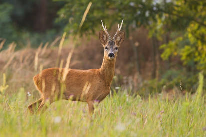 Roe buck