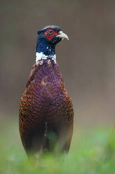 Pheasant in rain