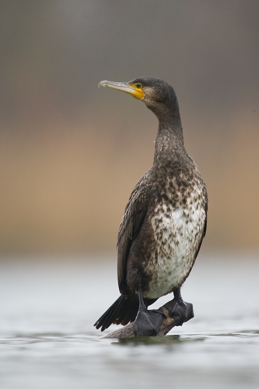 Phalacrocorax carbo