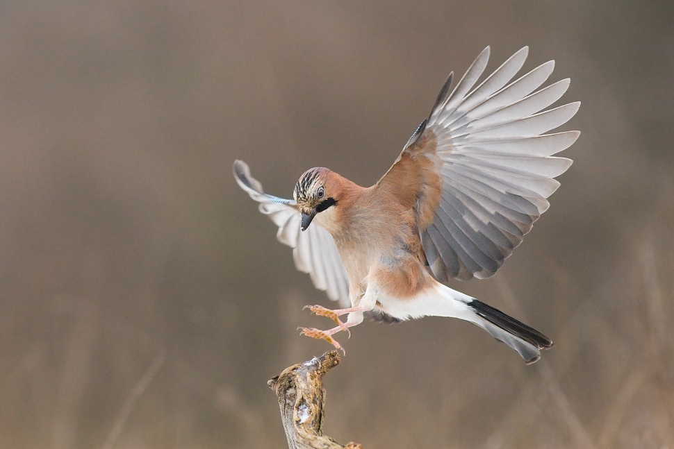 Garrulus glandarius