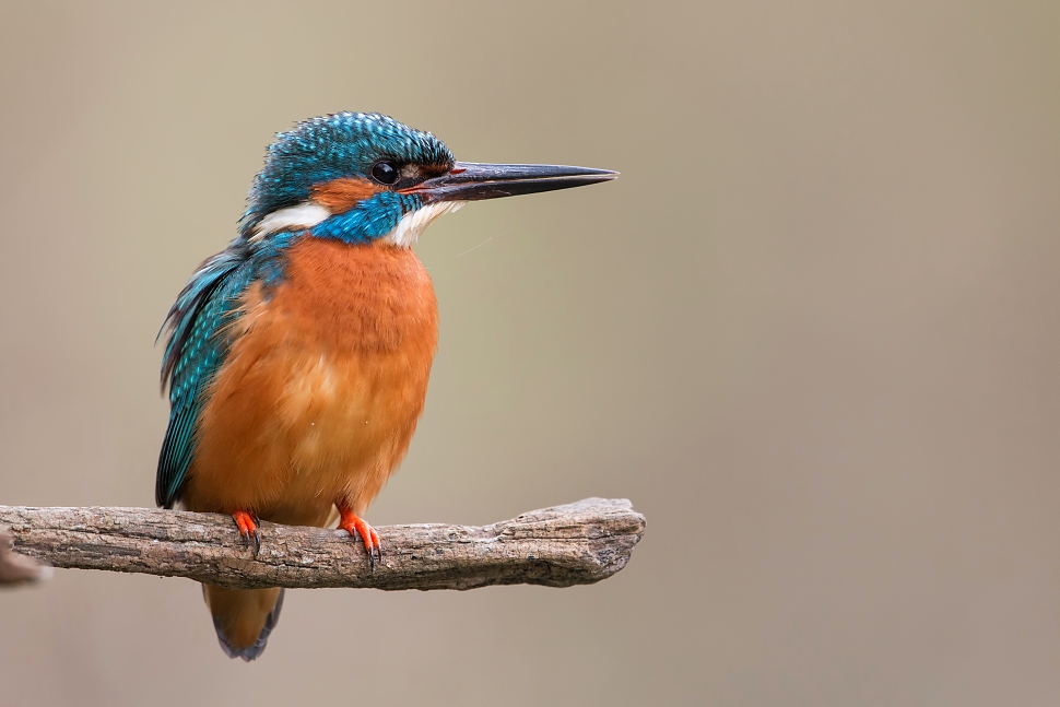 Kingfisher